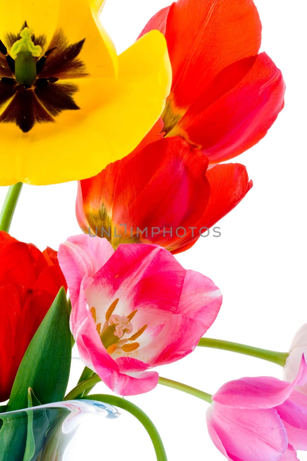 Tulips