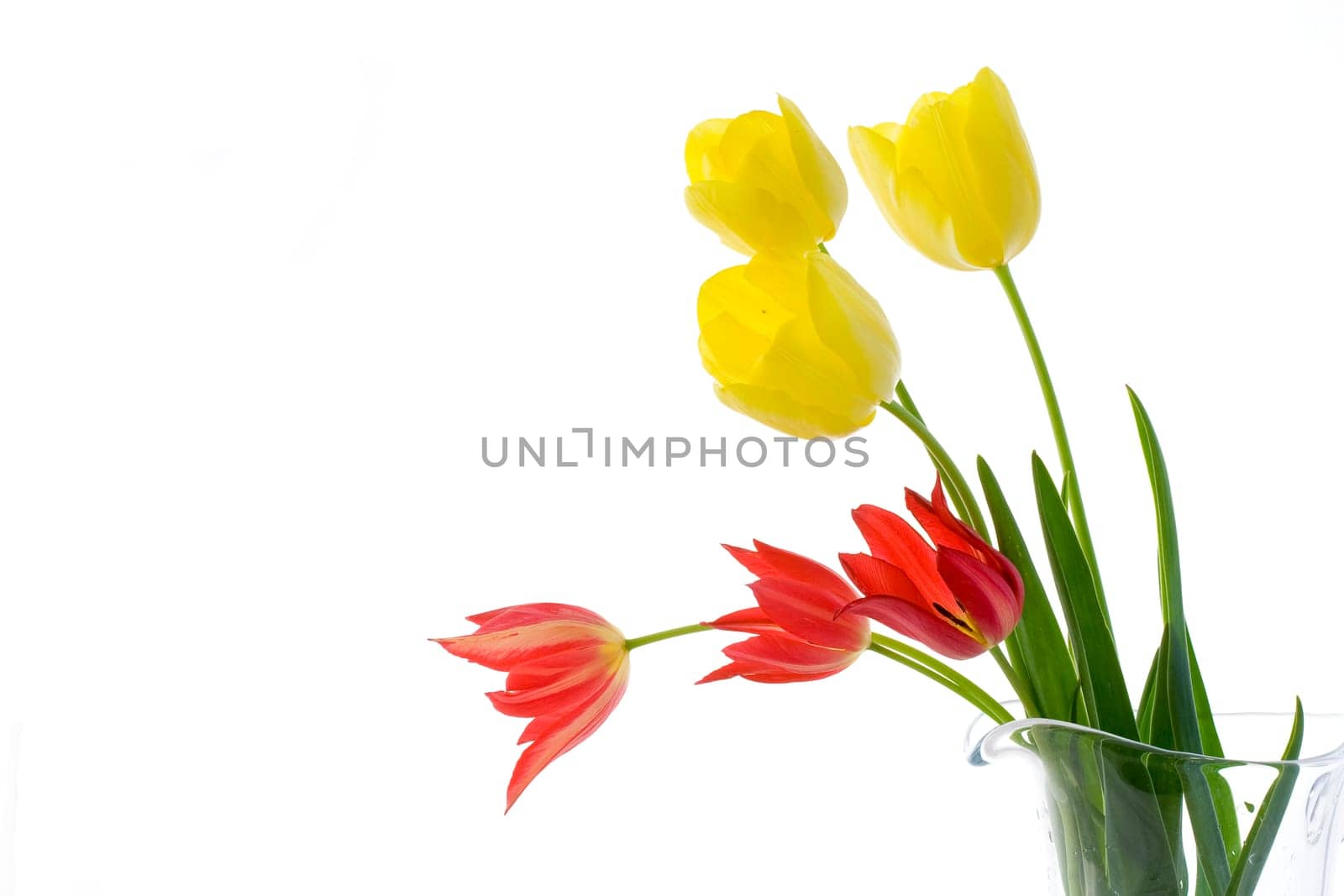 Tulips