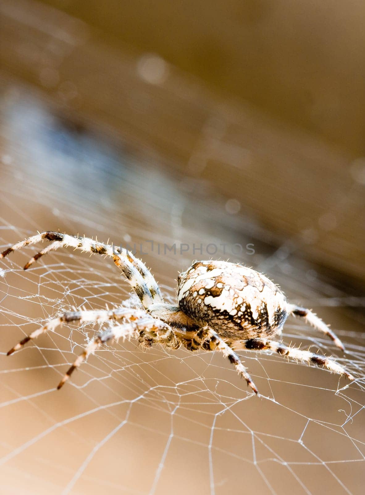 Spider web and spider
