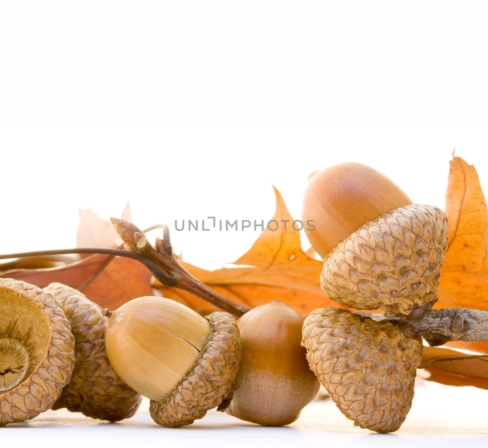 Autumn acorns isolated on white background