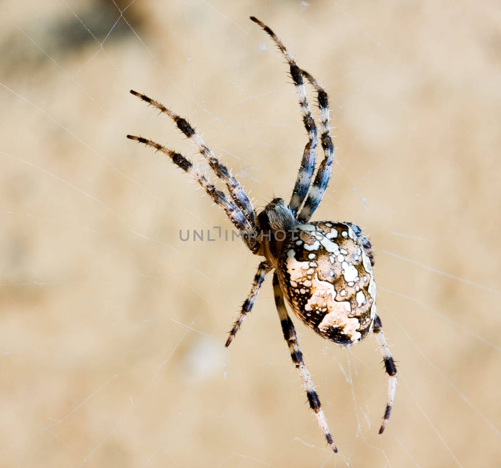 Spider web and spider