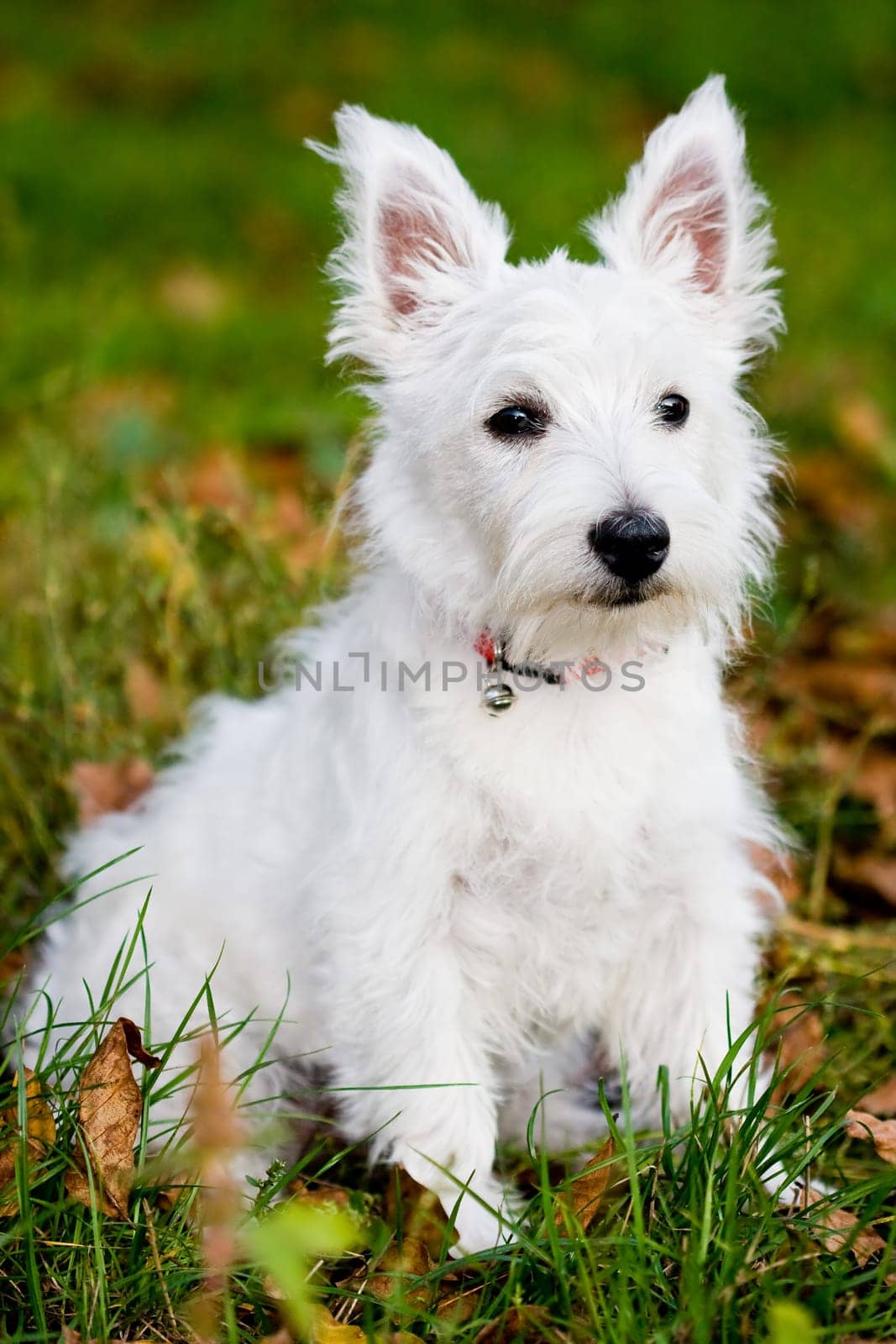 Puppy West highland white terrier