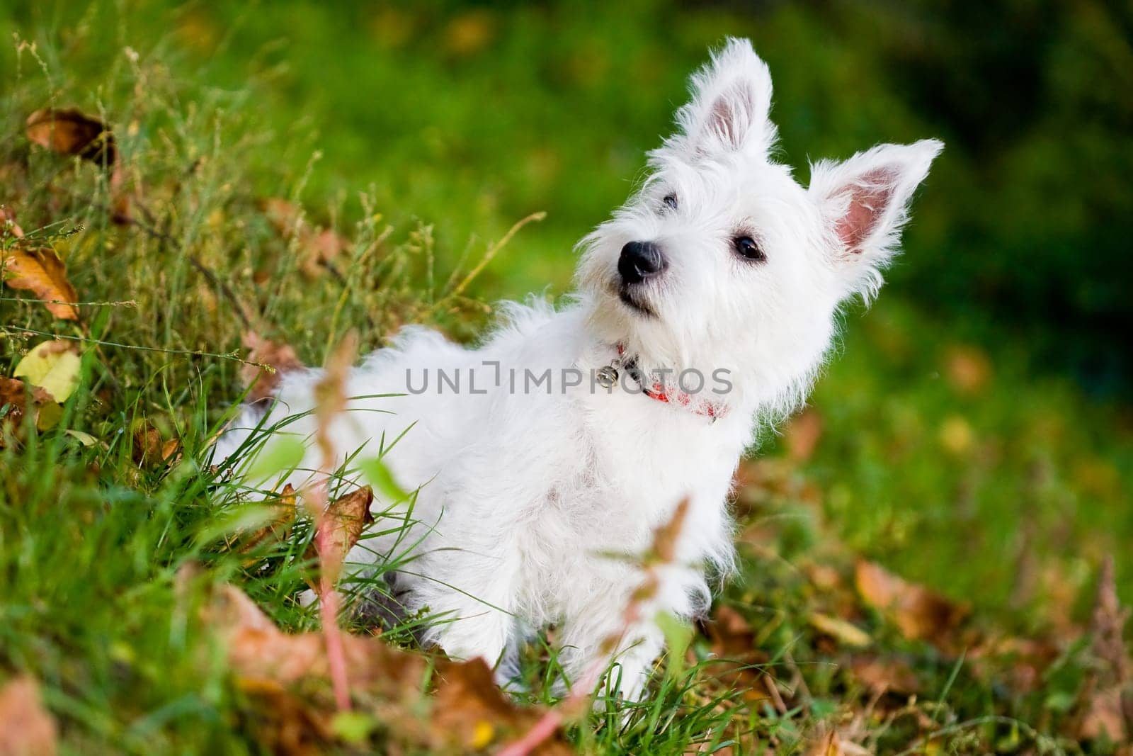 Puppy West highland white terrier