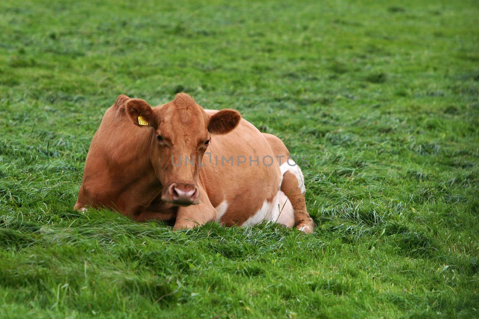 resting cow