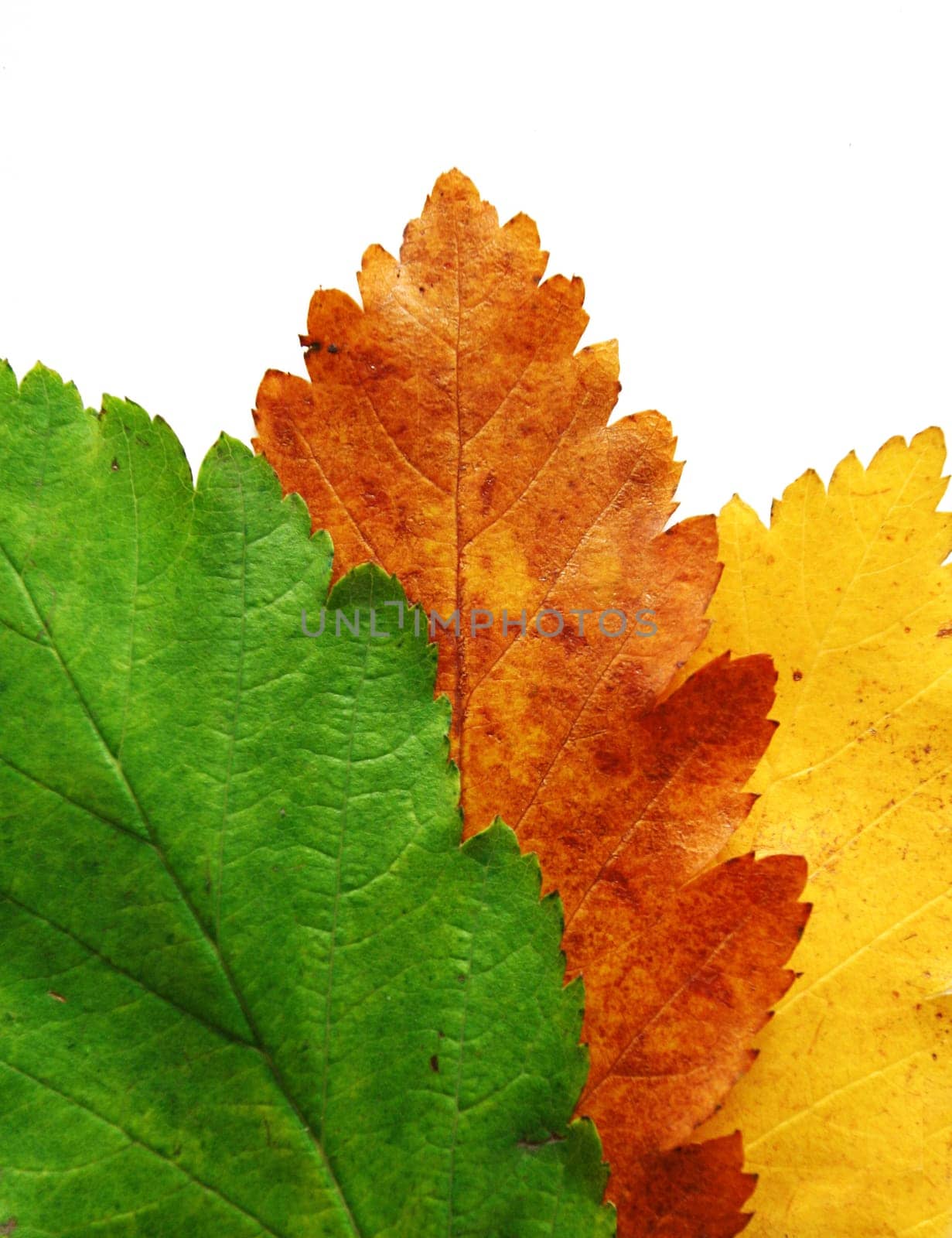 three colors