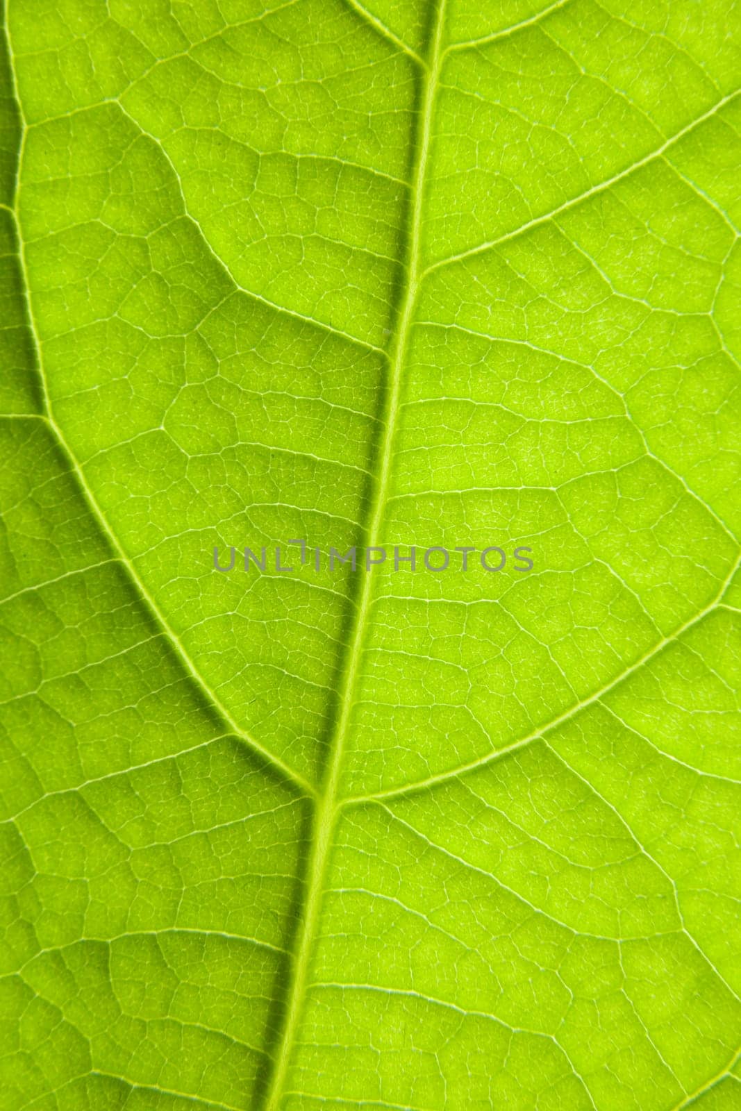 Green veins