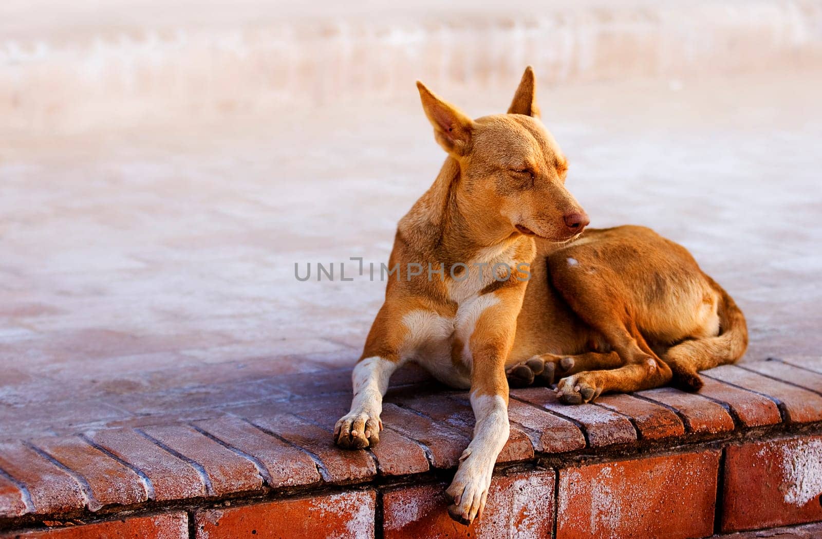 Street dog in Dahab