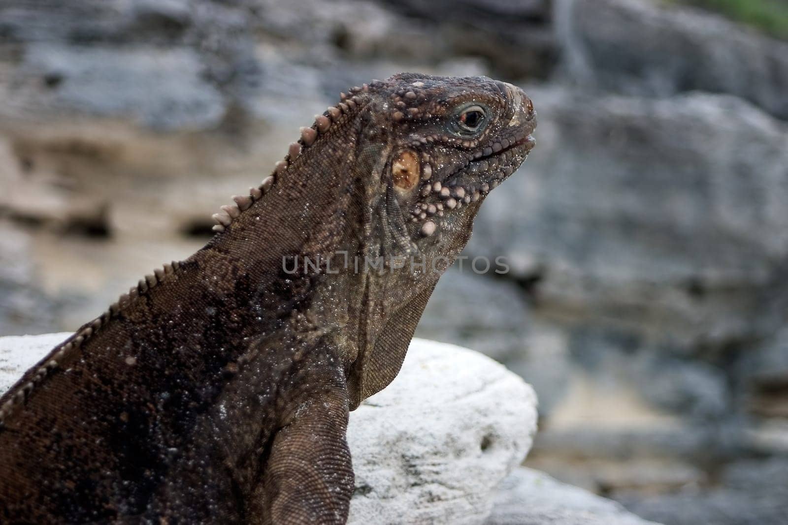 Cuban Belttail Iguana