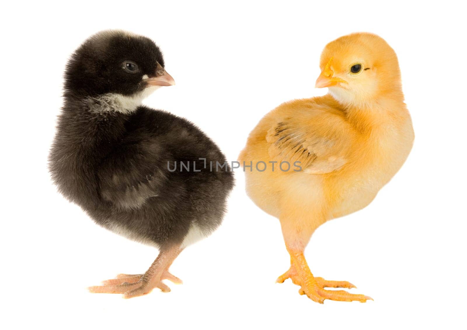 Two little chickens of different colors