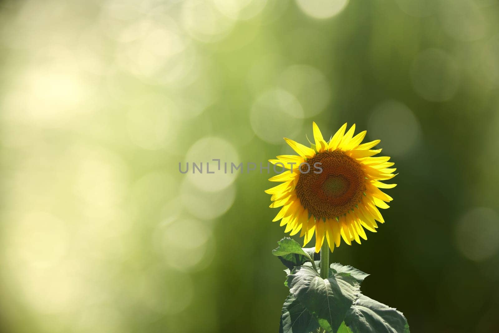 close up shot of sunflower over green