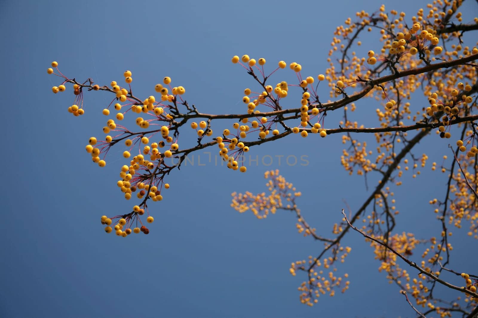 yellow berry tree