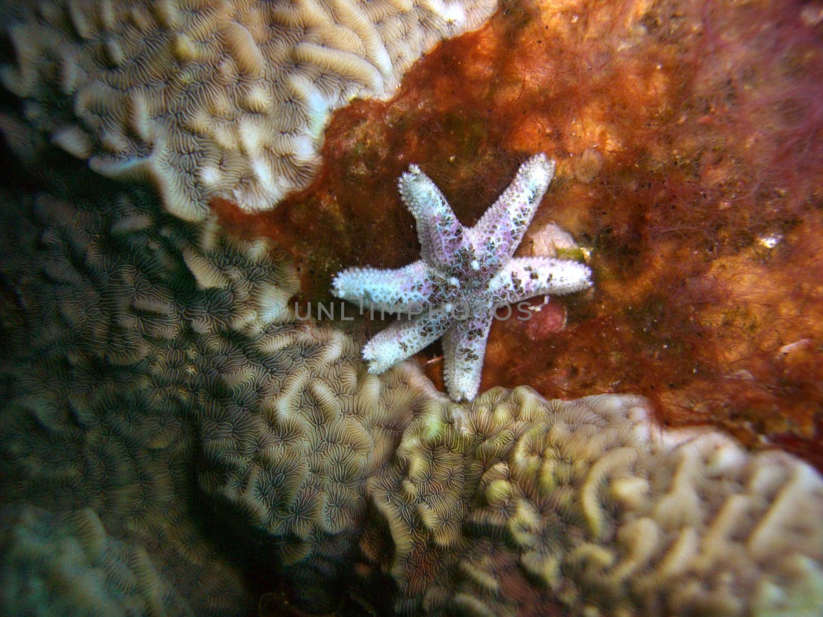 Starfish
