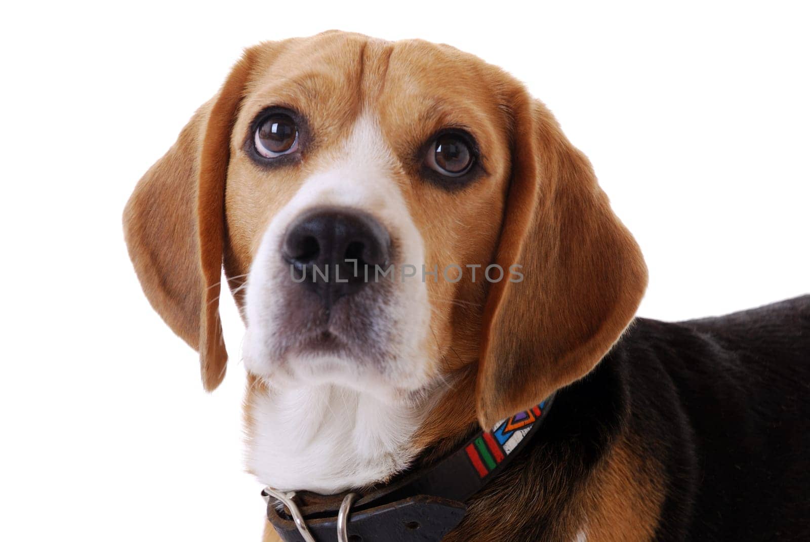 Beagle