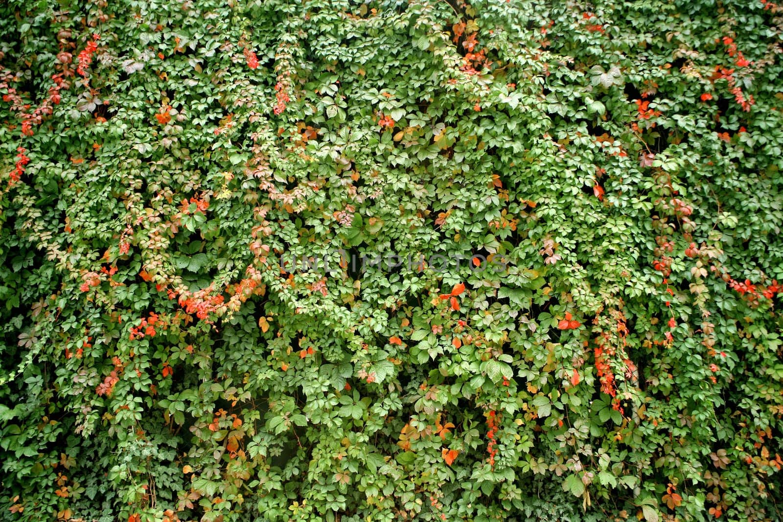 colorful leaves in fall time
