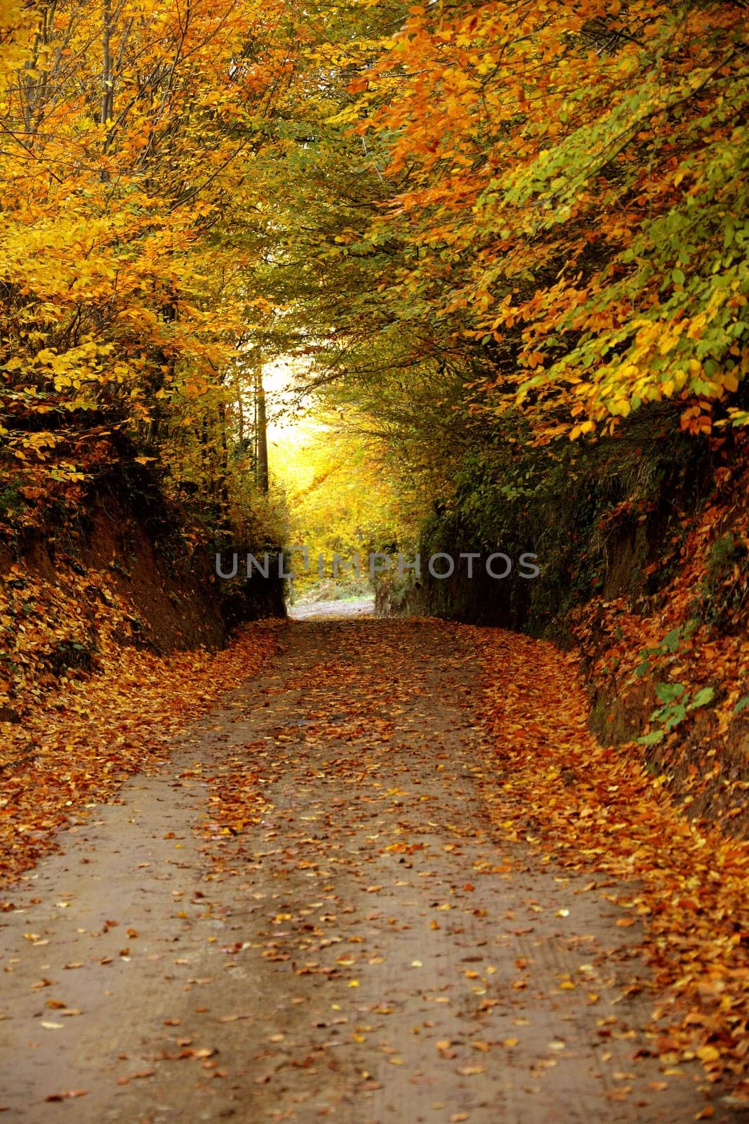 fall time in forest and colorful leaves