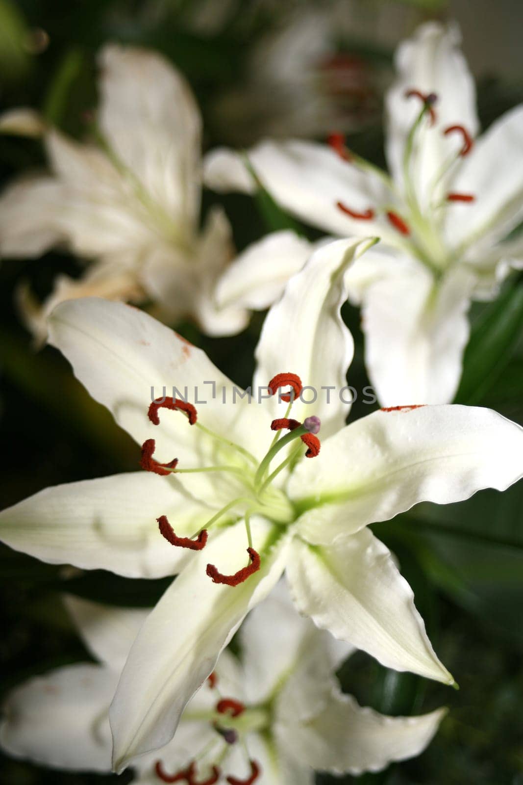 Close up shot of white flower garden