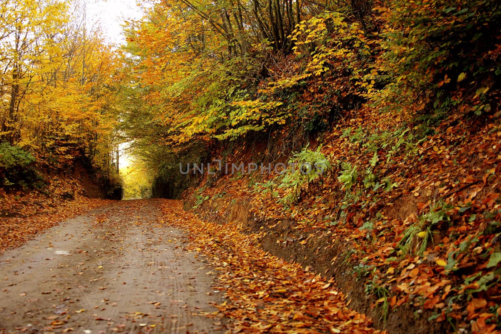 fall time in forest and colorful leaves
