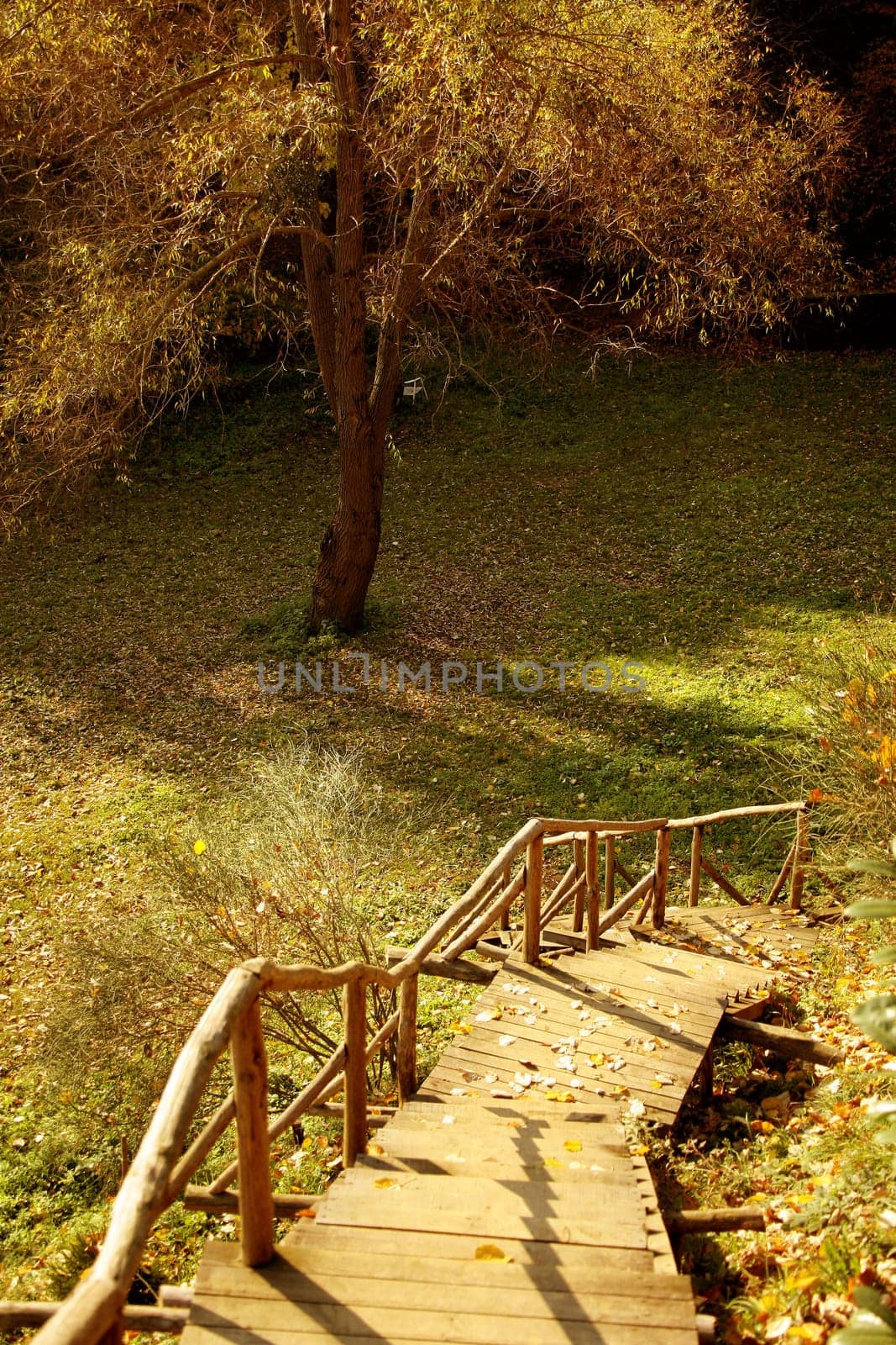 forest and colorful leaves with stairs