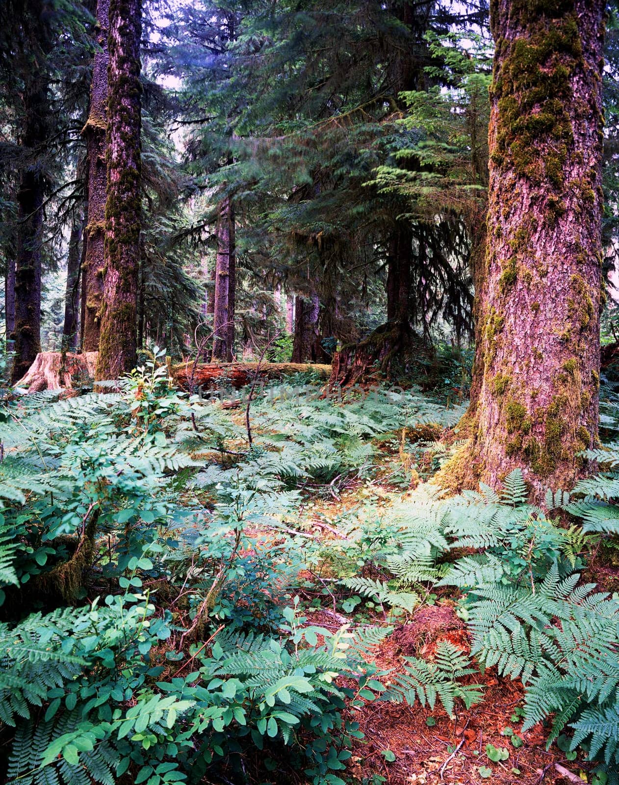 Forest with fern