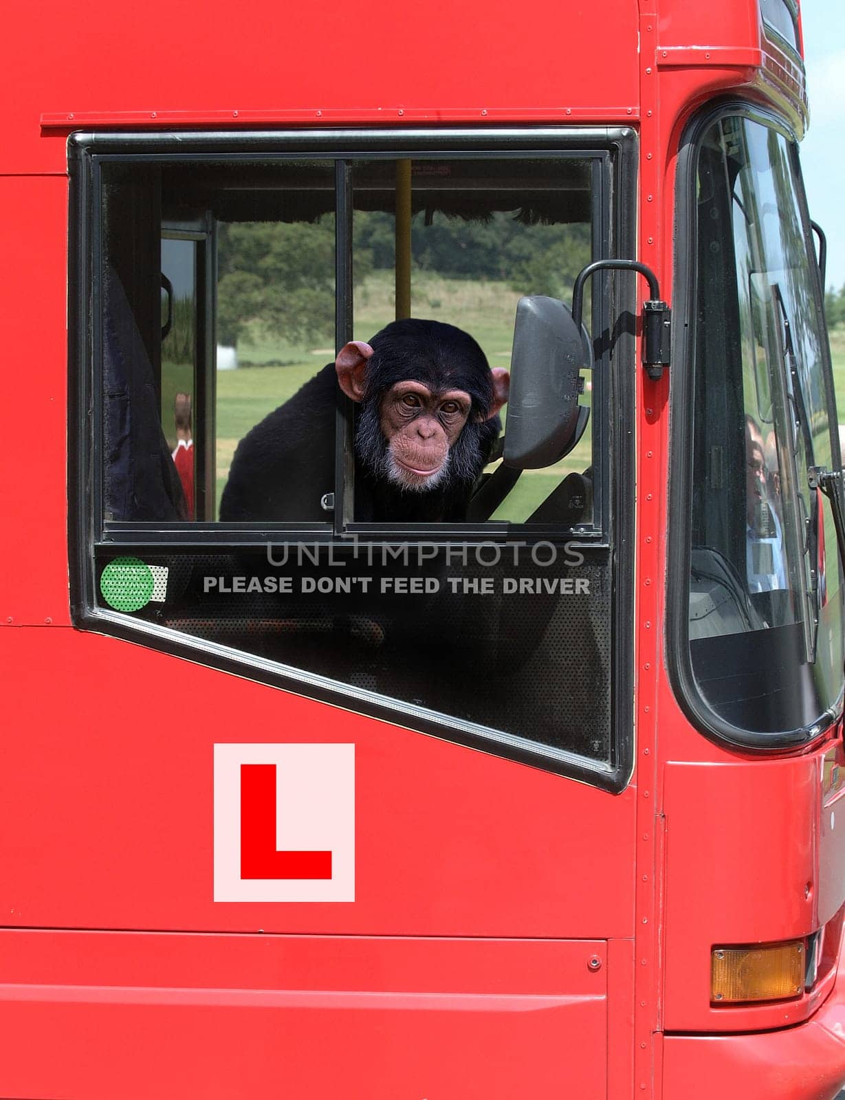 Monkey Bus