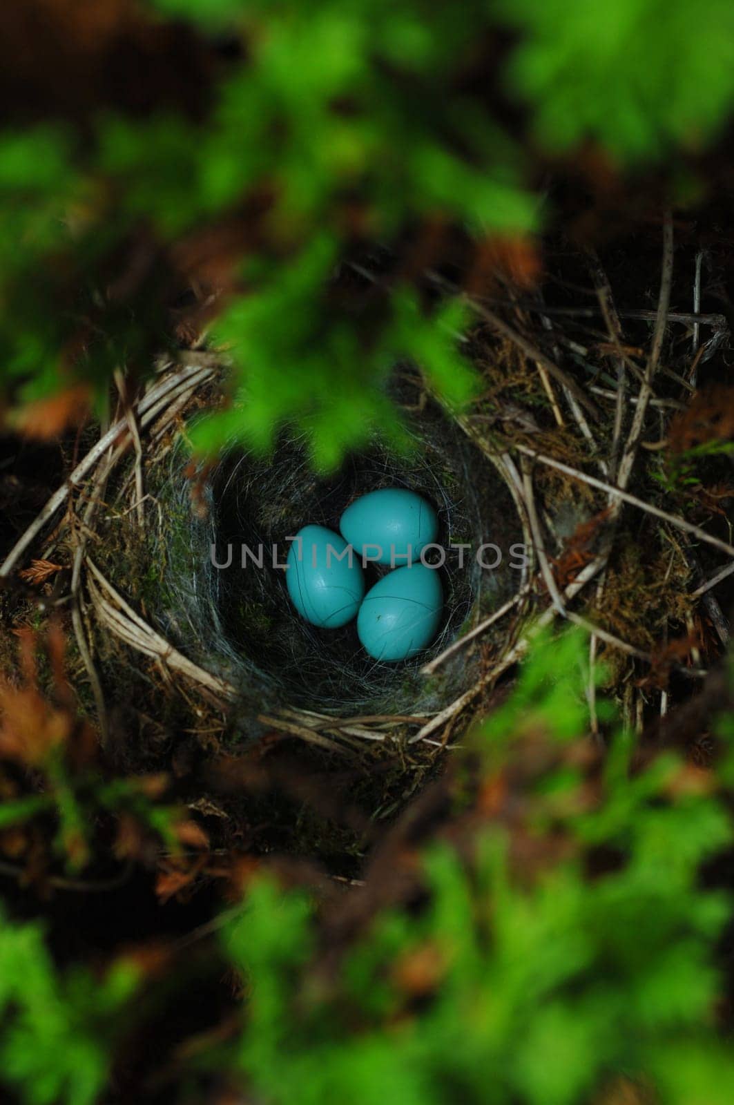 Birds Nest