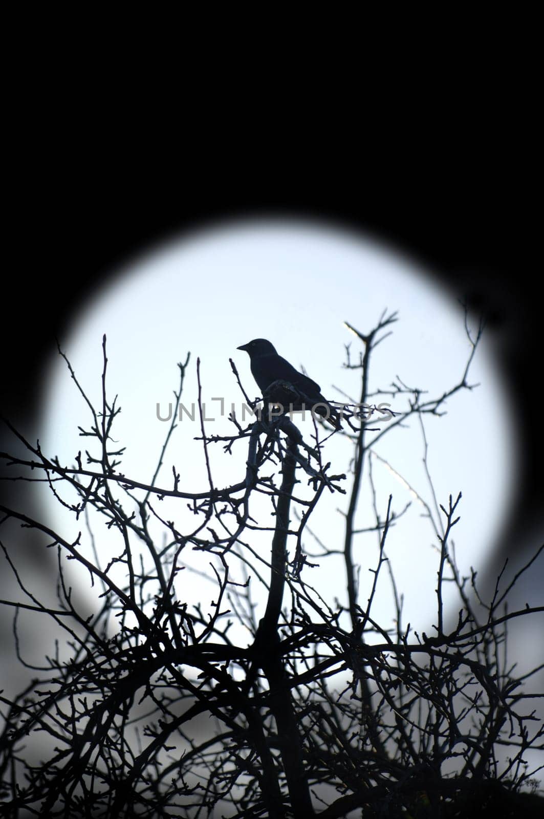Night Bird