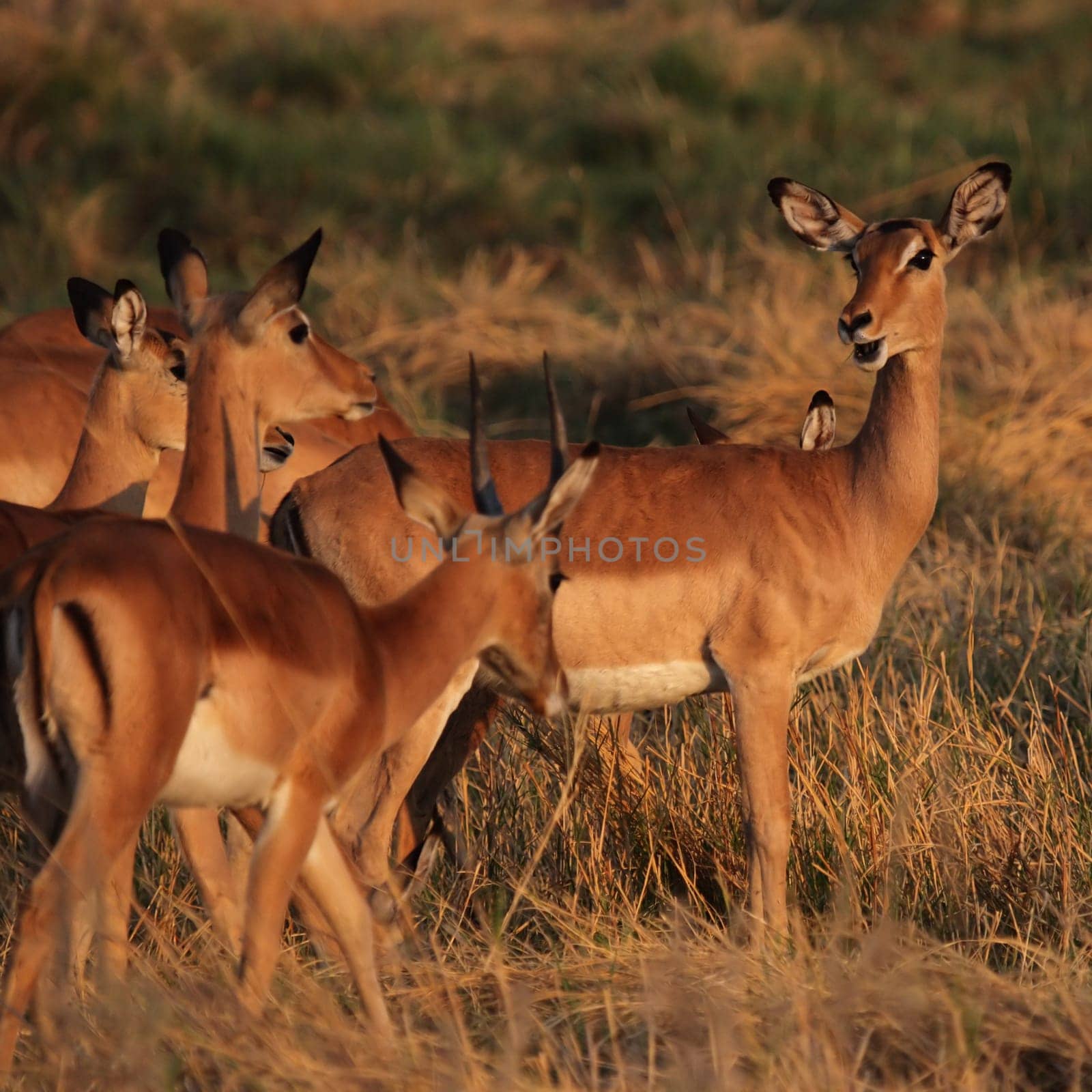 A herd of impala (Aepyceros melampus) grazes in the morning light in the Okavango Delta,Botswana