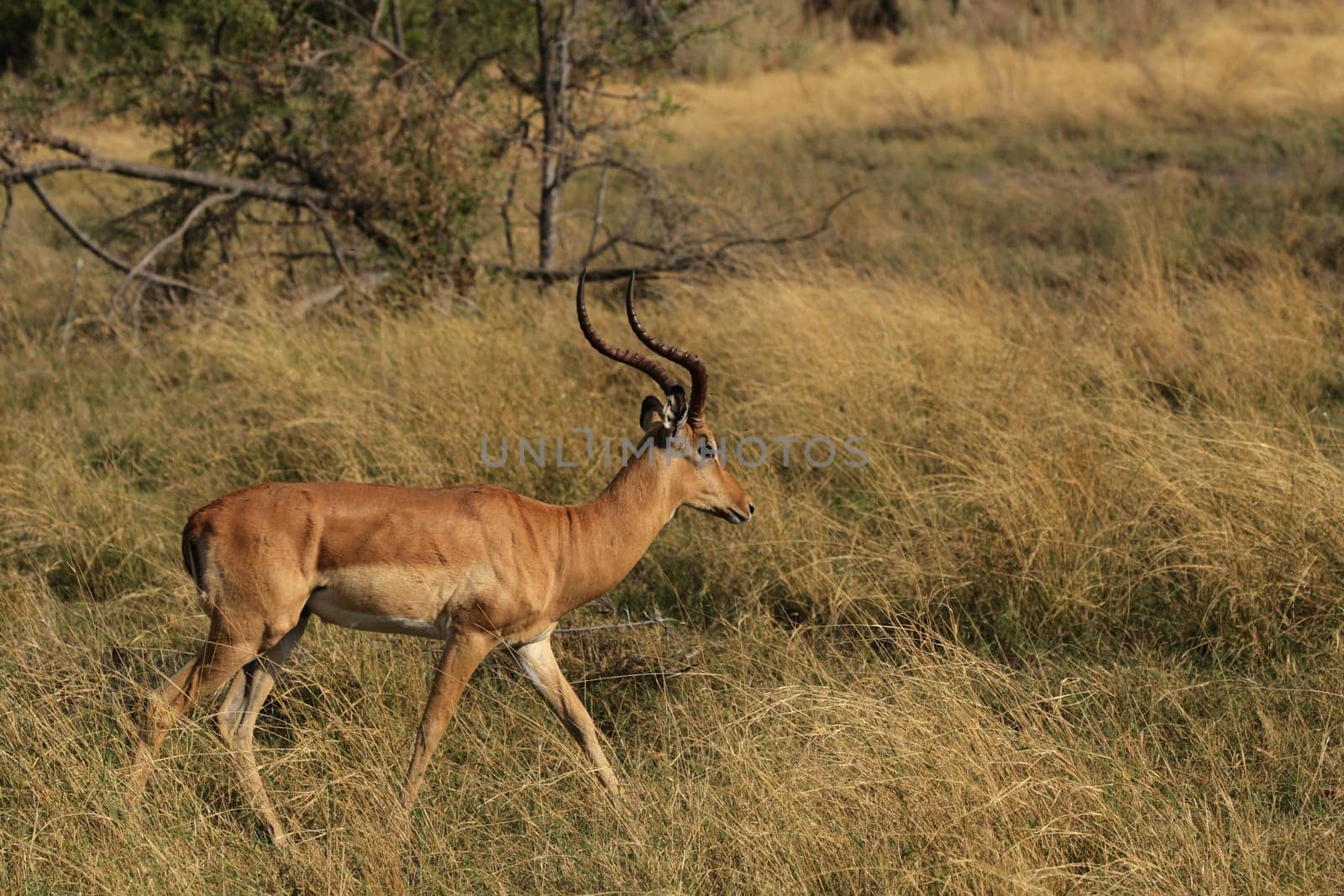 Impala (Aepyceros melampus) in the Okavango Delta,Botswana