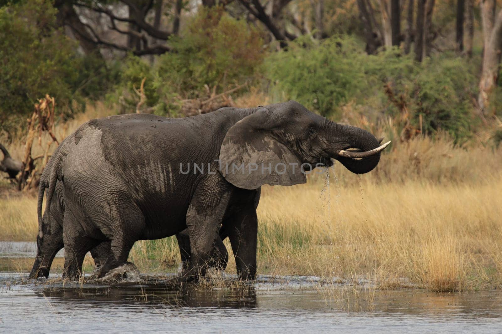 Elephants (Loxodonta africana) in the Okavango Delta,Botswana