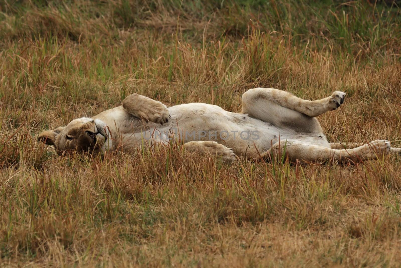 Lioness (Panthera leo) lounging in the grass in the Okavango Delta,Botswana