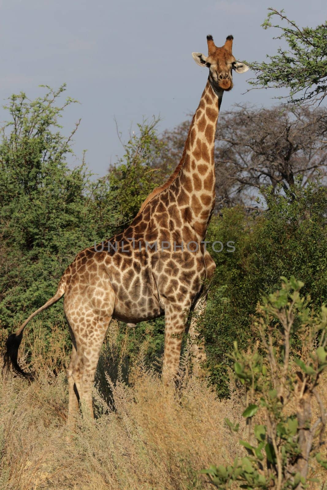 Giraffe (Giraffa camelopardalis) in the Okavango Delta,Botswana