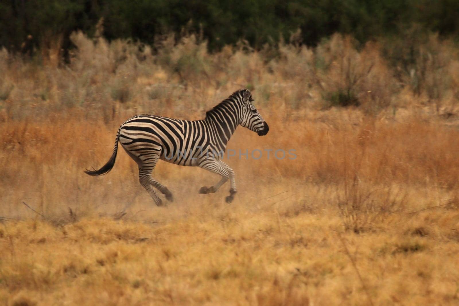 Steppe zebra (Equus quagga) running through the steppe in the Okavango Delta,Botswana