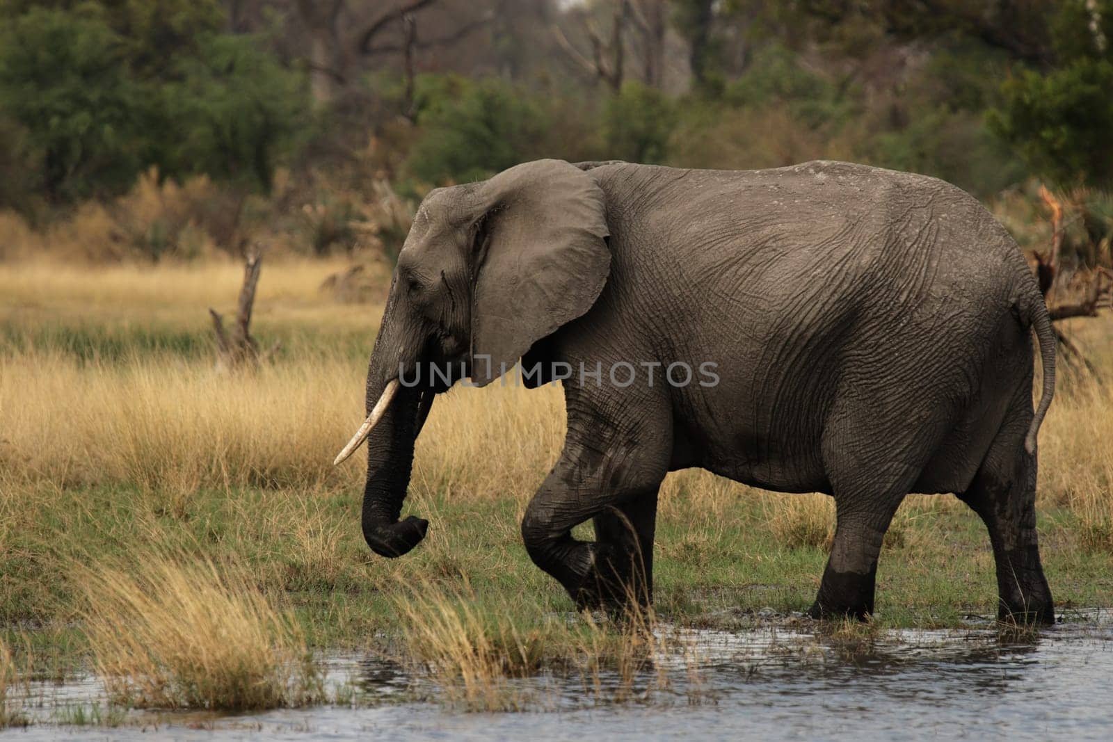 Elephant (Loxodonta africana) in the Okavango Delta,Botswana