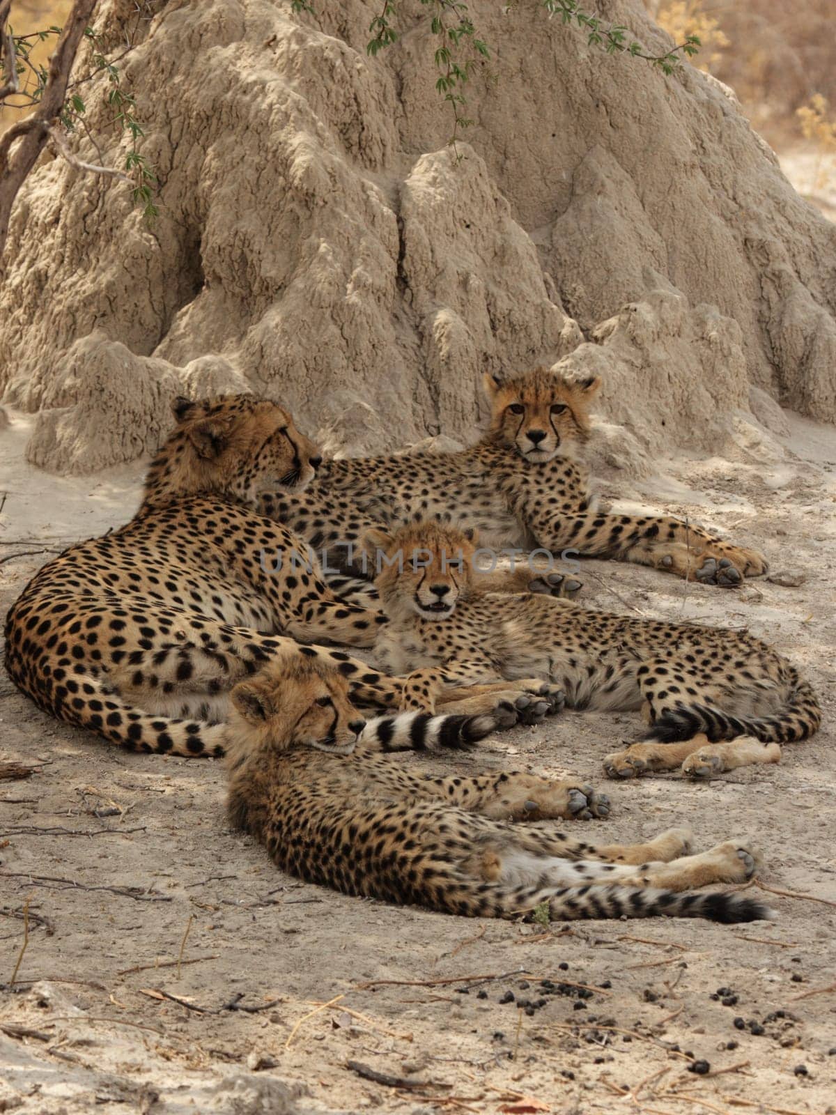 A cheetah family rests in the shade in the Okavango Delta,Botswana