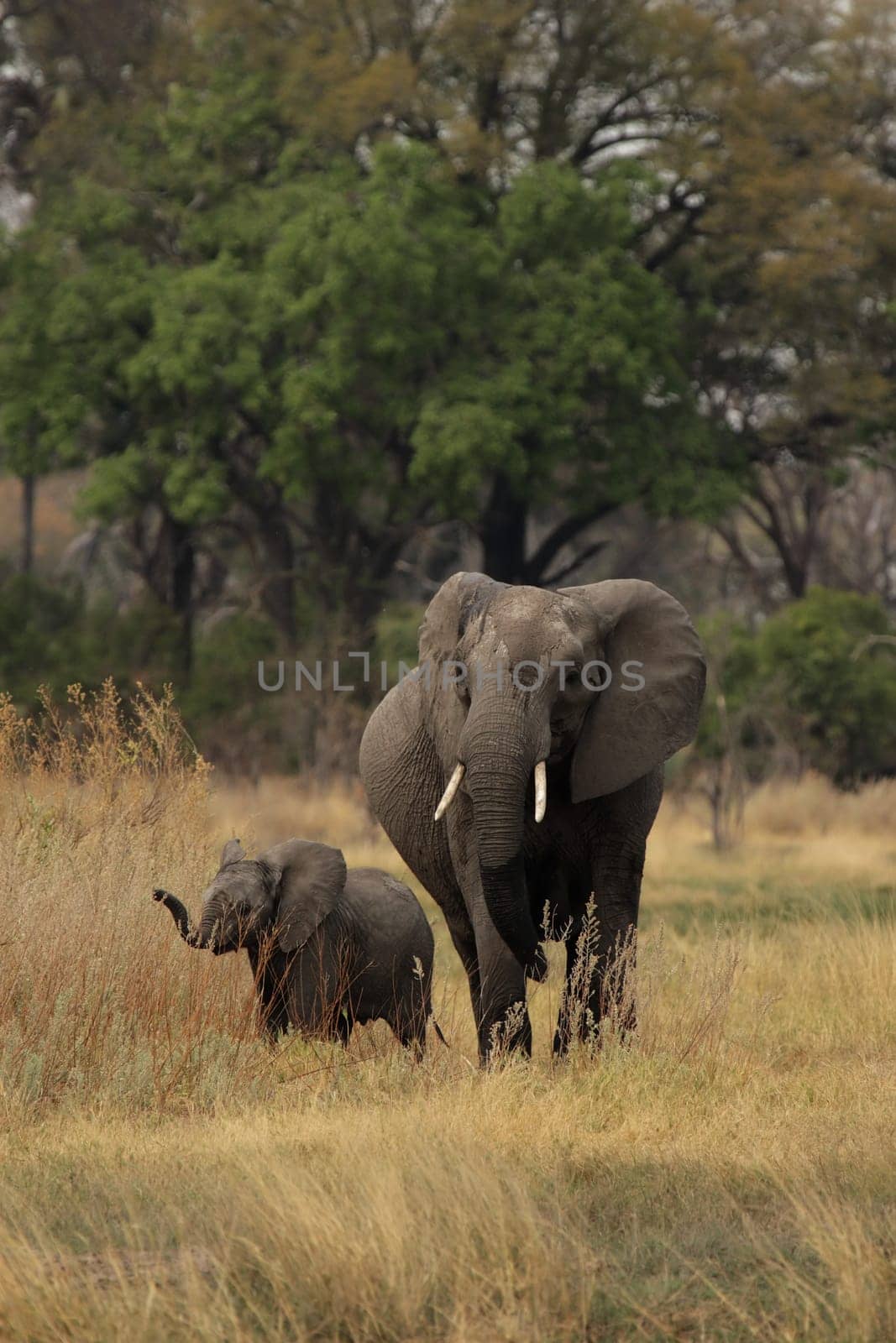 Elephant mother with child in Okavango Delta,Botswana