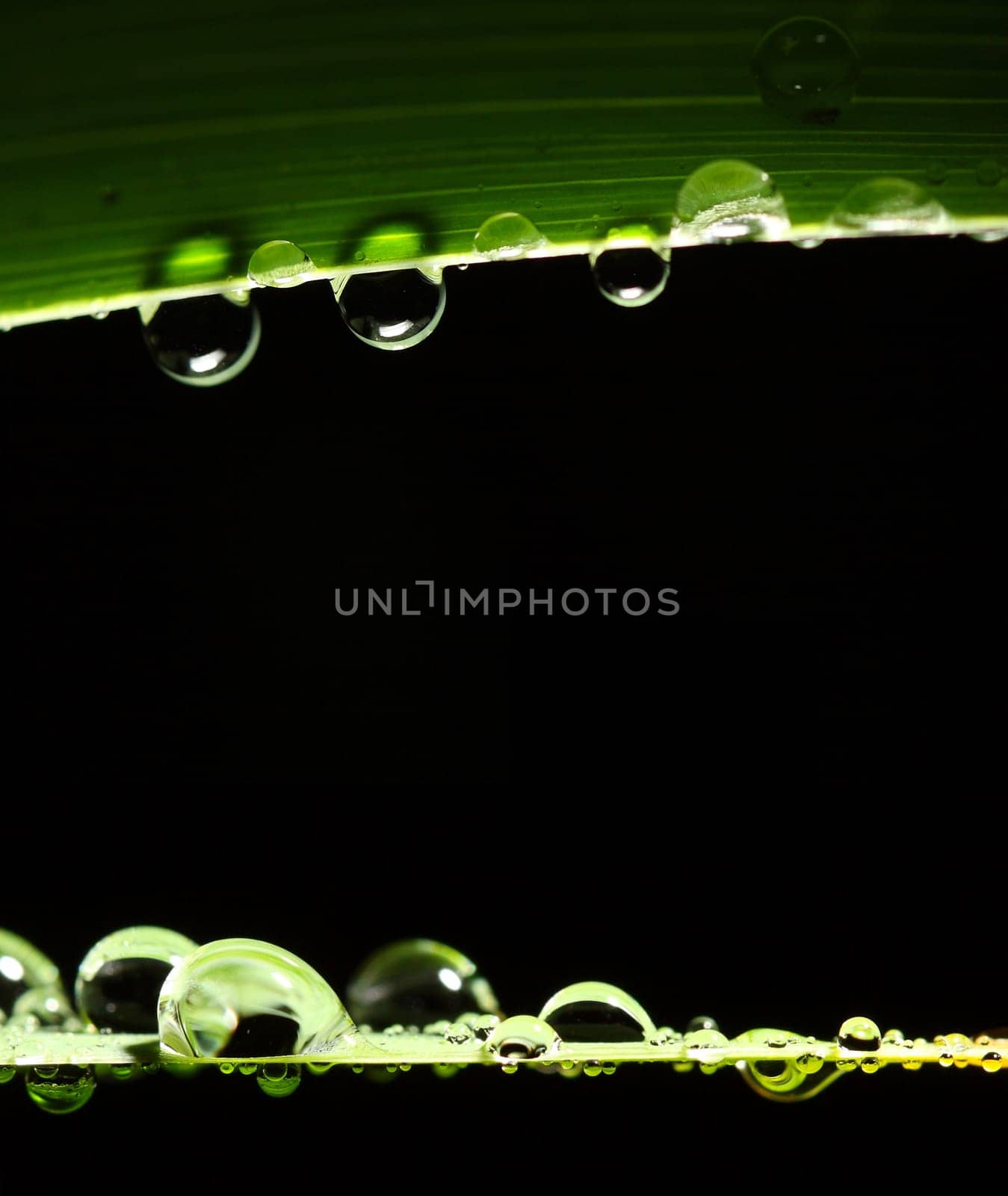 drop and leaf background