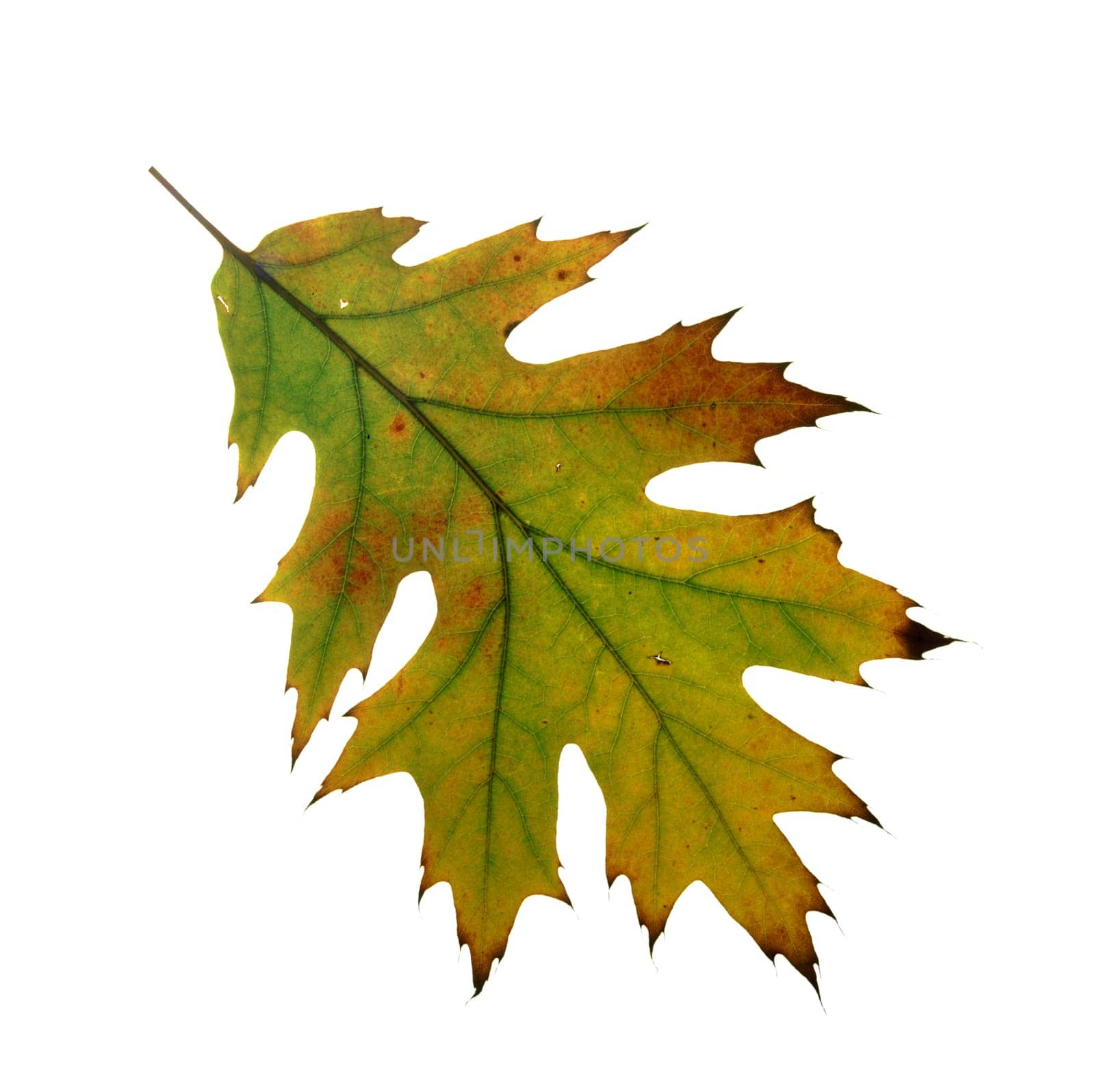American Red Oak