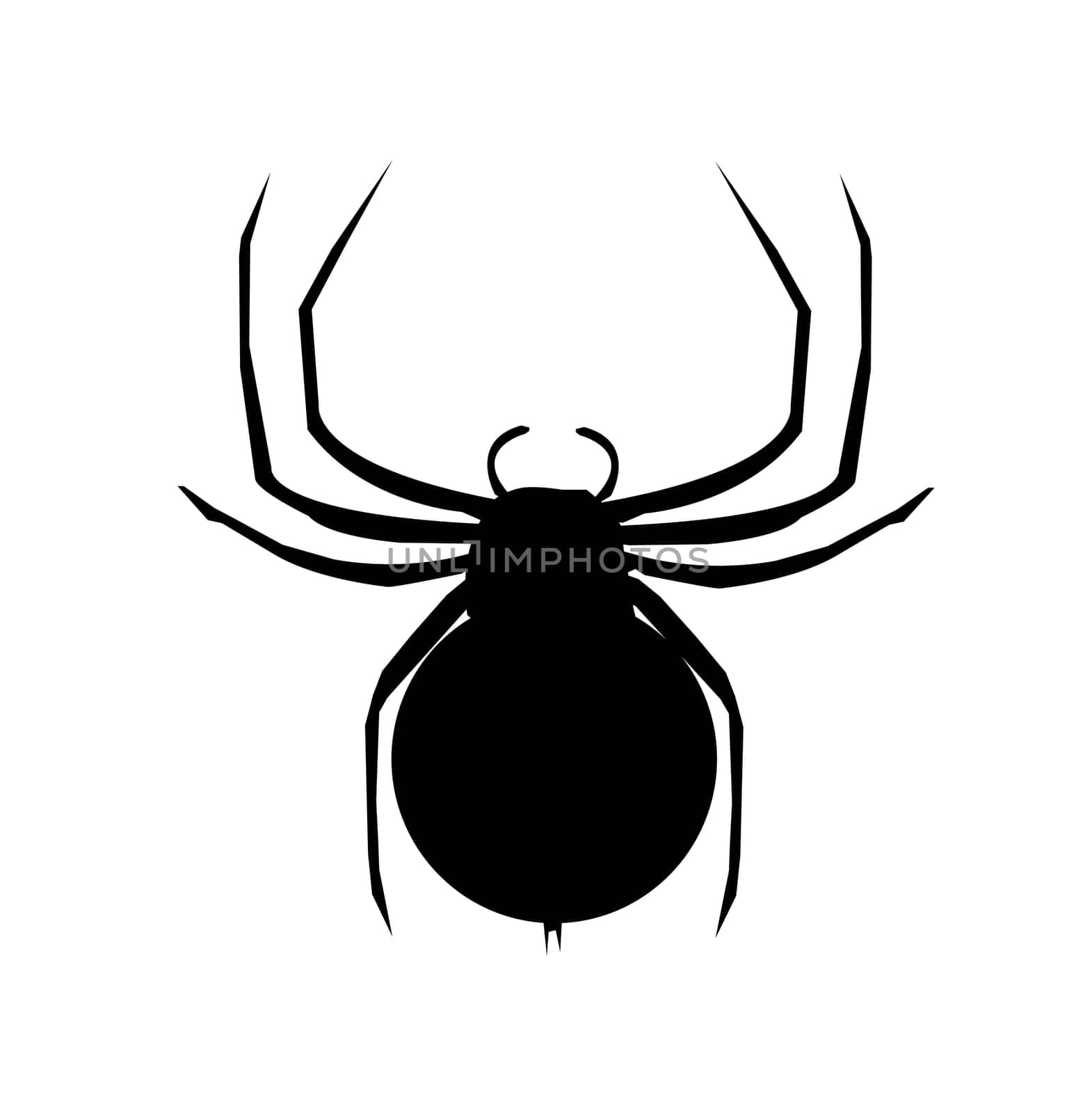 spider