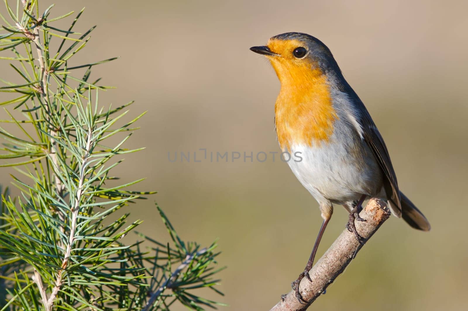 Beautiful robin