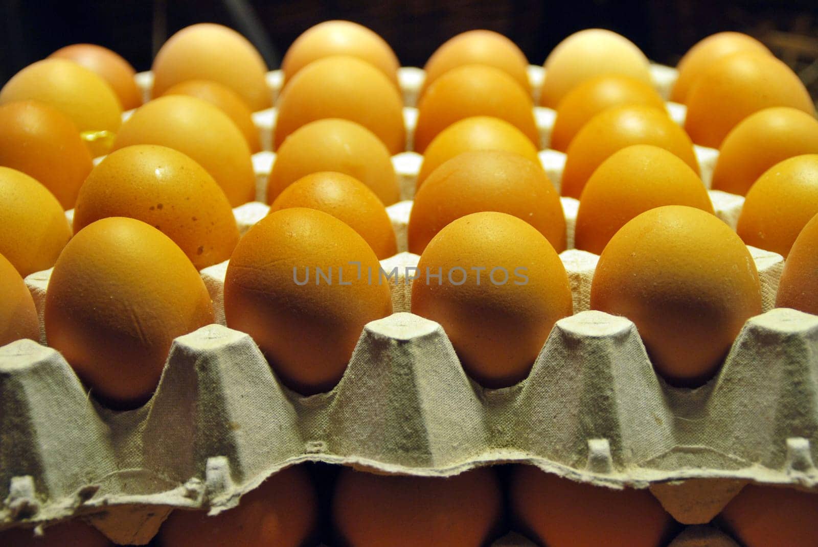 Eggs 7157