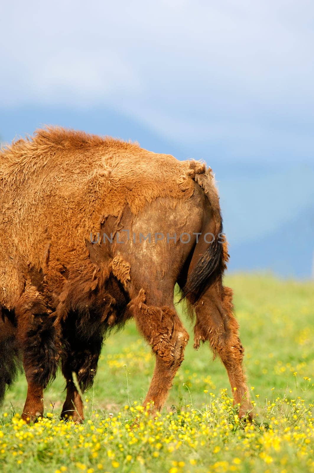 Headless,rear end of a bison