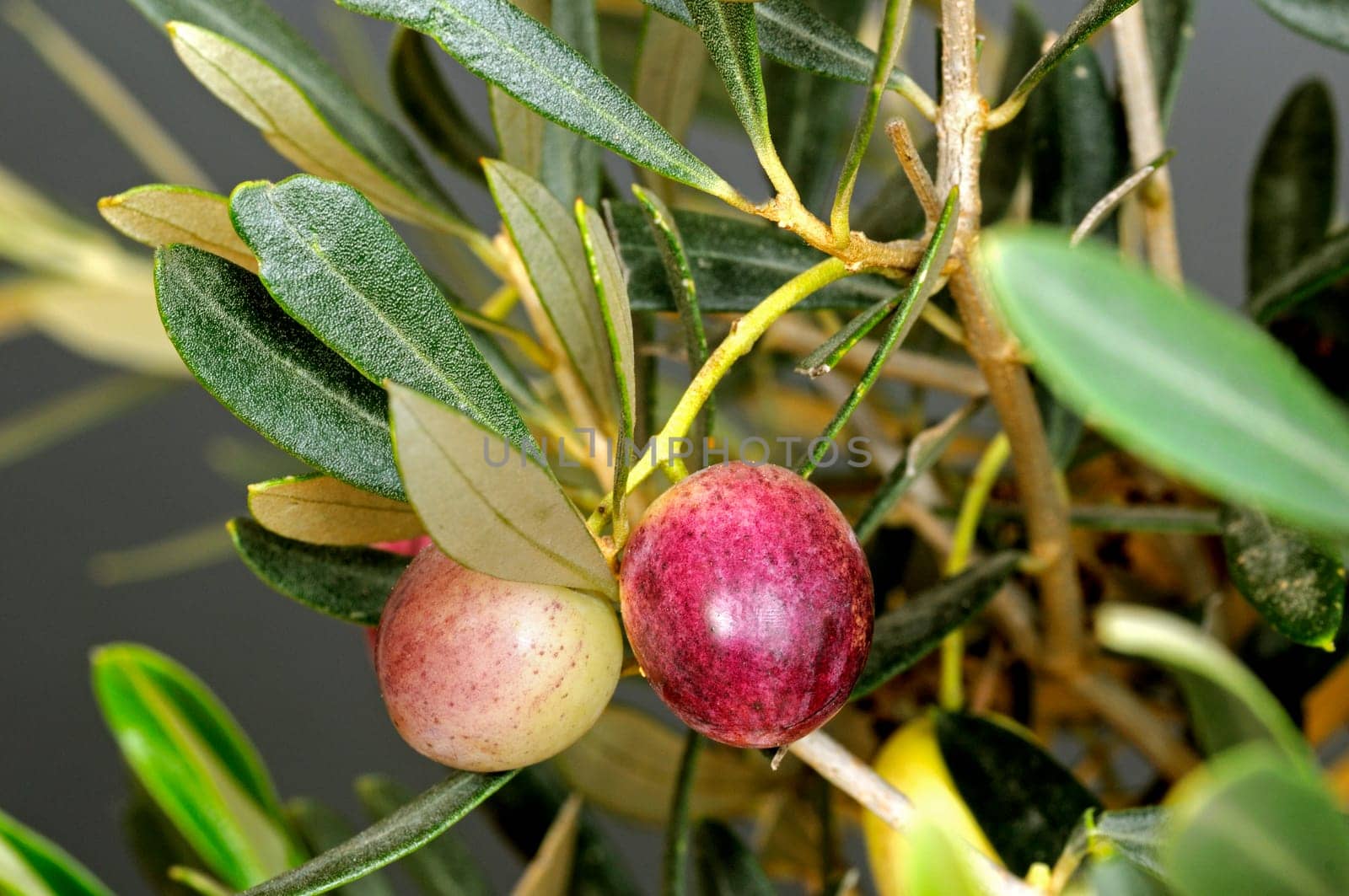 Half-ripe fruit on an olive tree