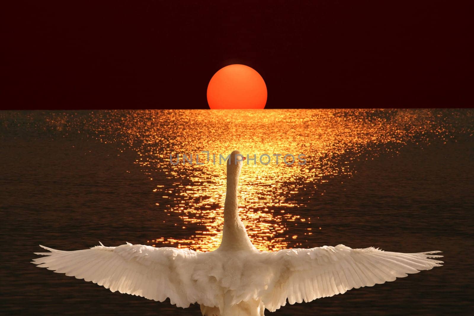 The Last Beat of Wings