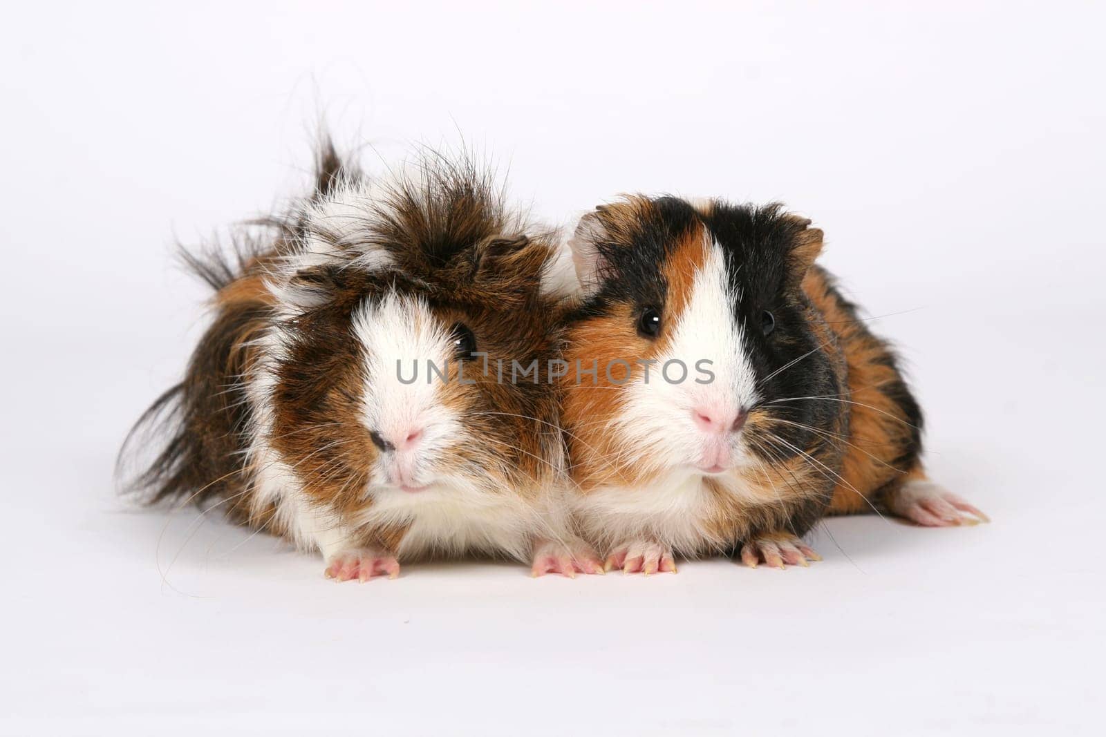 Guinea pig couple
