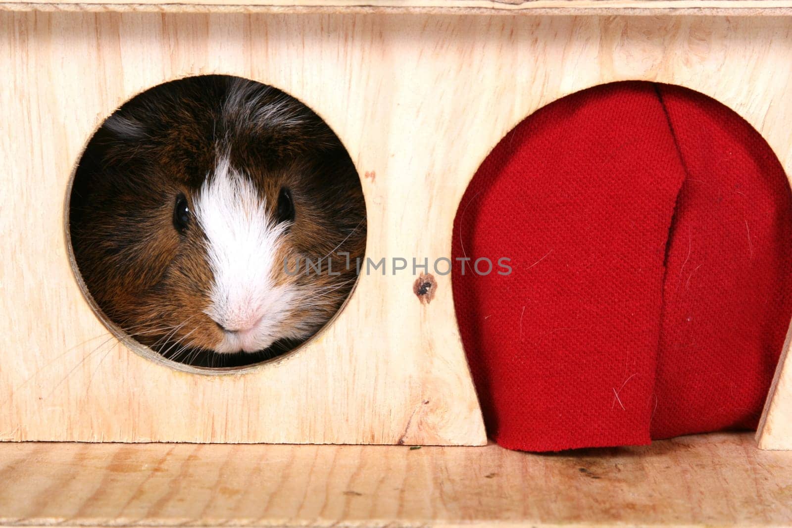 Guinea pig