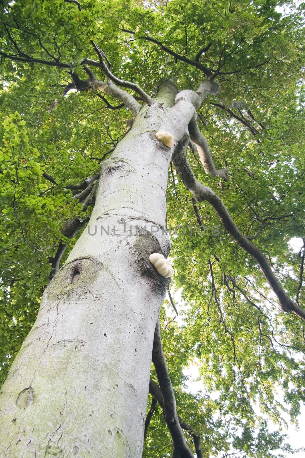 Trunk of old beech