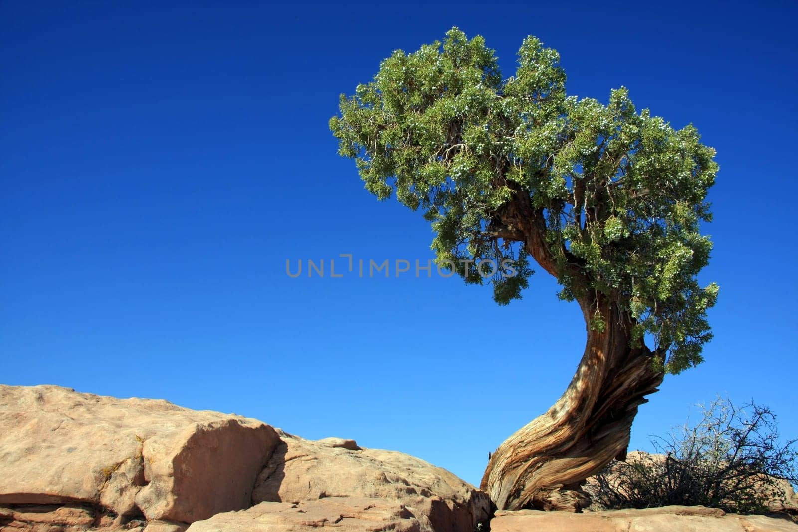 Pine - hor.