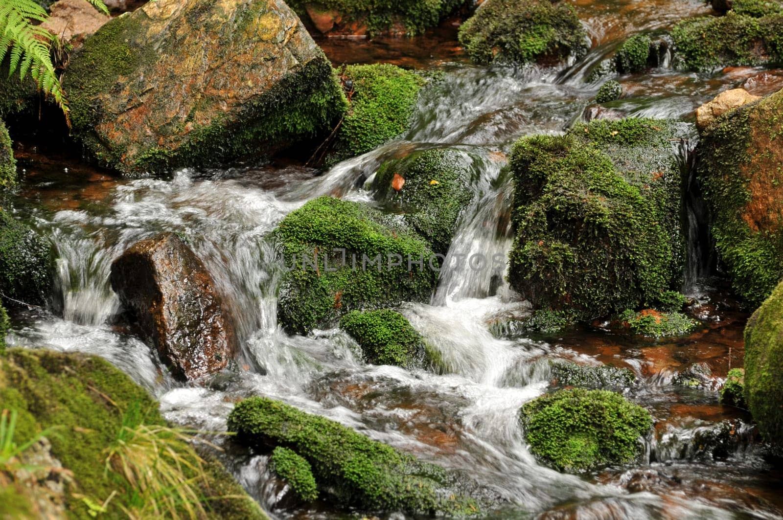 in the Harz Mountains...