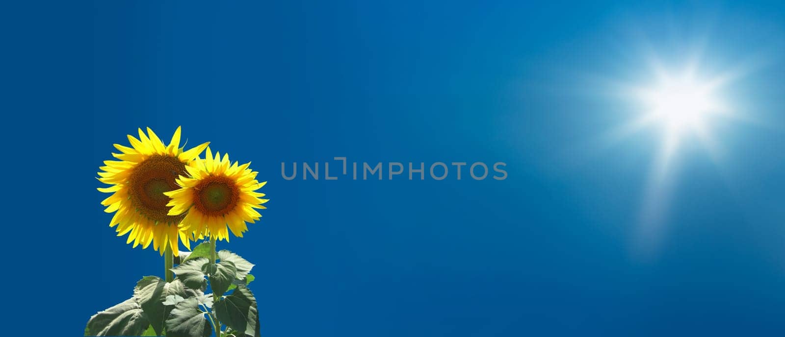 sunflowers over clear sky
