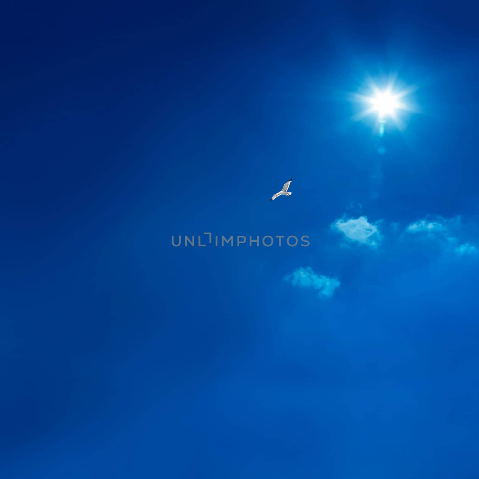the bird is flying in peacefull blue sky